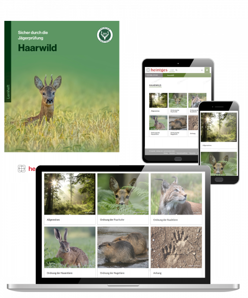 Kombiangebot Arbeitsblätter Haarwild (Print & Digital)