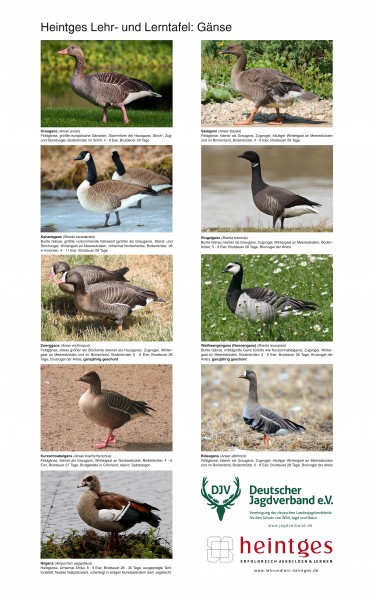 Gänse Plakat