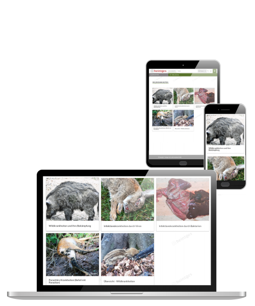 Digitale Arbeitsblätter Wildkrankheiten, Versorgen & Verwerten von Wild