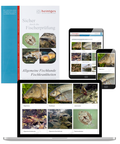 Kombiangebot Arbeitsblätter Allgemeine Fischkunde und Fischkrankheiten (Print & Digital)