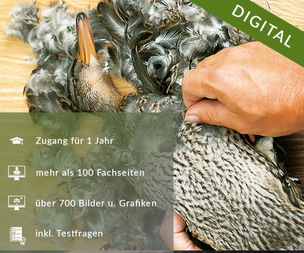 Digitale Arbeitsblätter Wildkrankheiten, Versorgen & Verwerten von Wild