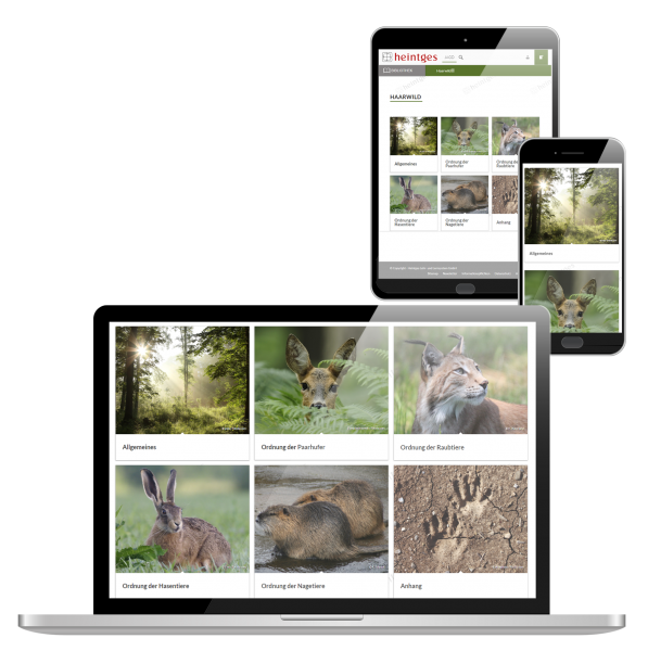 Digitale Arbeitsblätter Haarwild