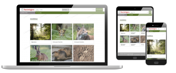 Digitales Arbeitsblatt Haarwild