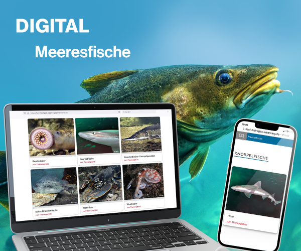 Digitale Lernunterlage Meeresfische